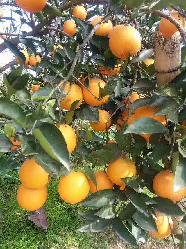 塔罗科血橙