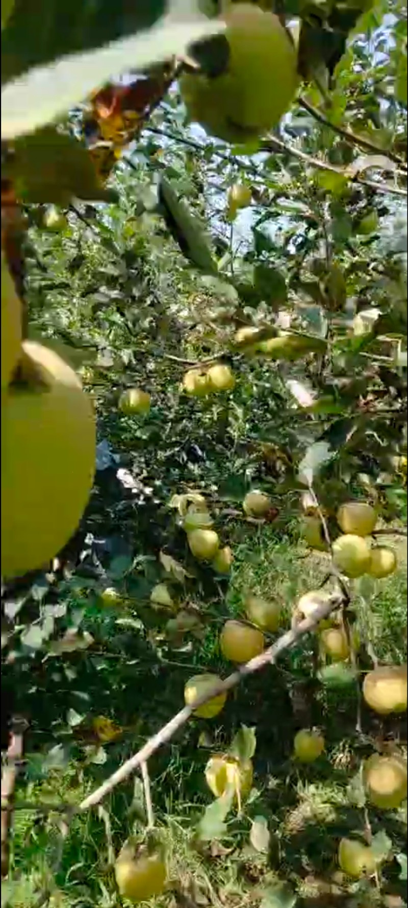 山西苹果产地批发