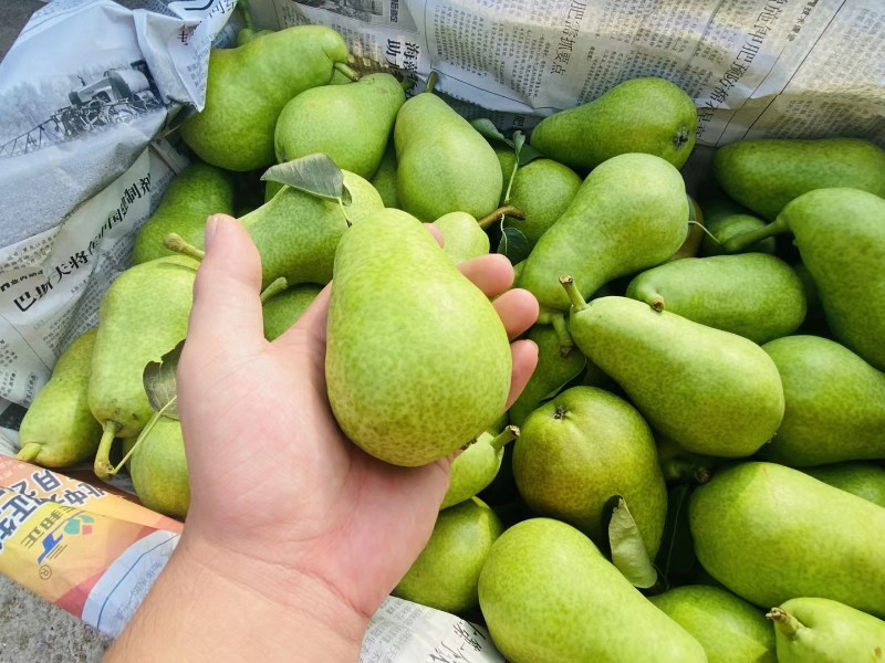 沂源伏梨