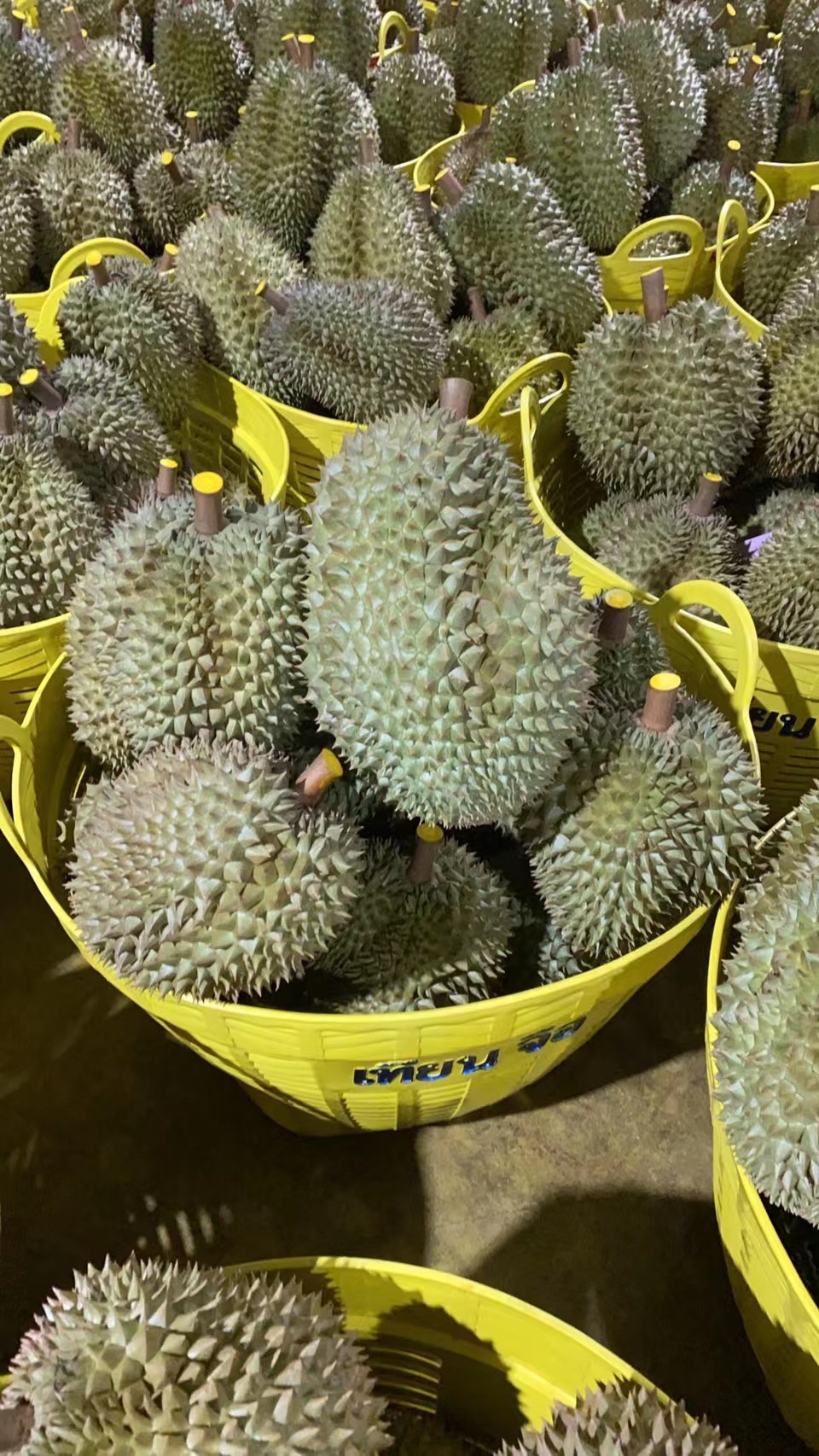 高晟果业榴莲