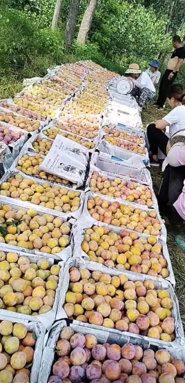 李子
