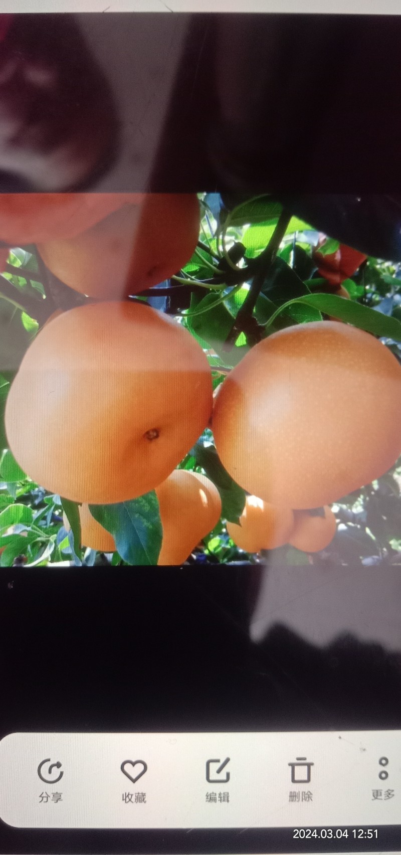 梨中贵族秋月梨