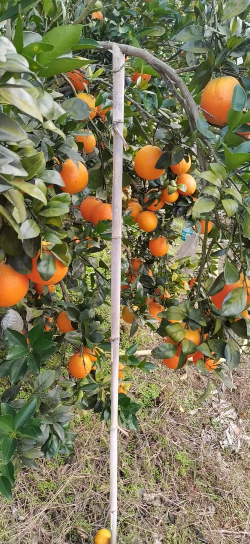 脐橙