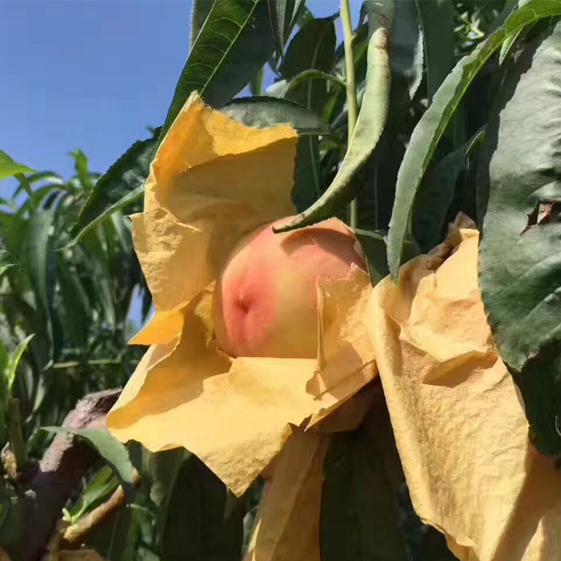 阳山水蜜桃