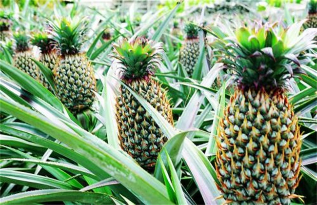 供应广西地菠萝苗和凤梨苗和释迦果苗种苗站