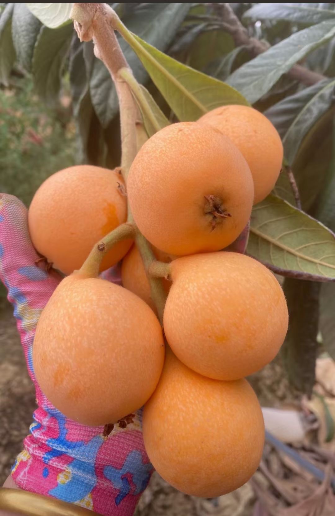 枇杷