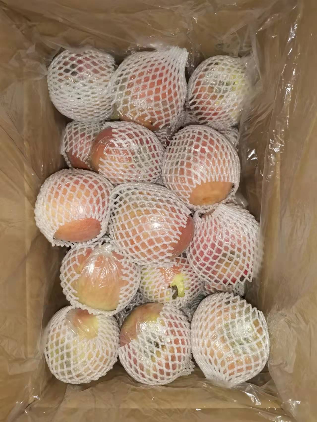 沙土红富士