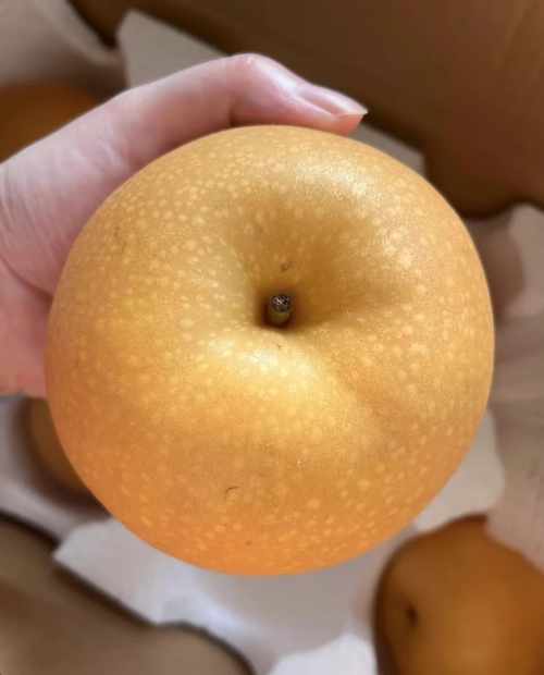 果农秋月梨批发