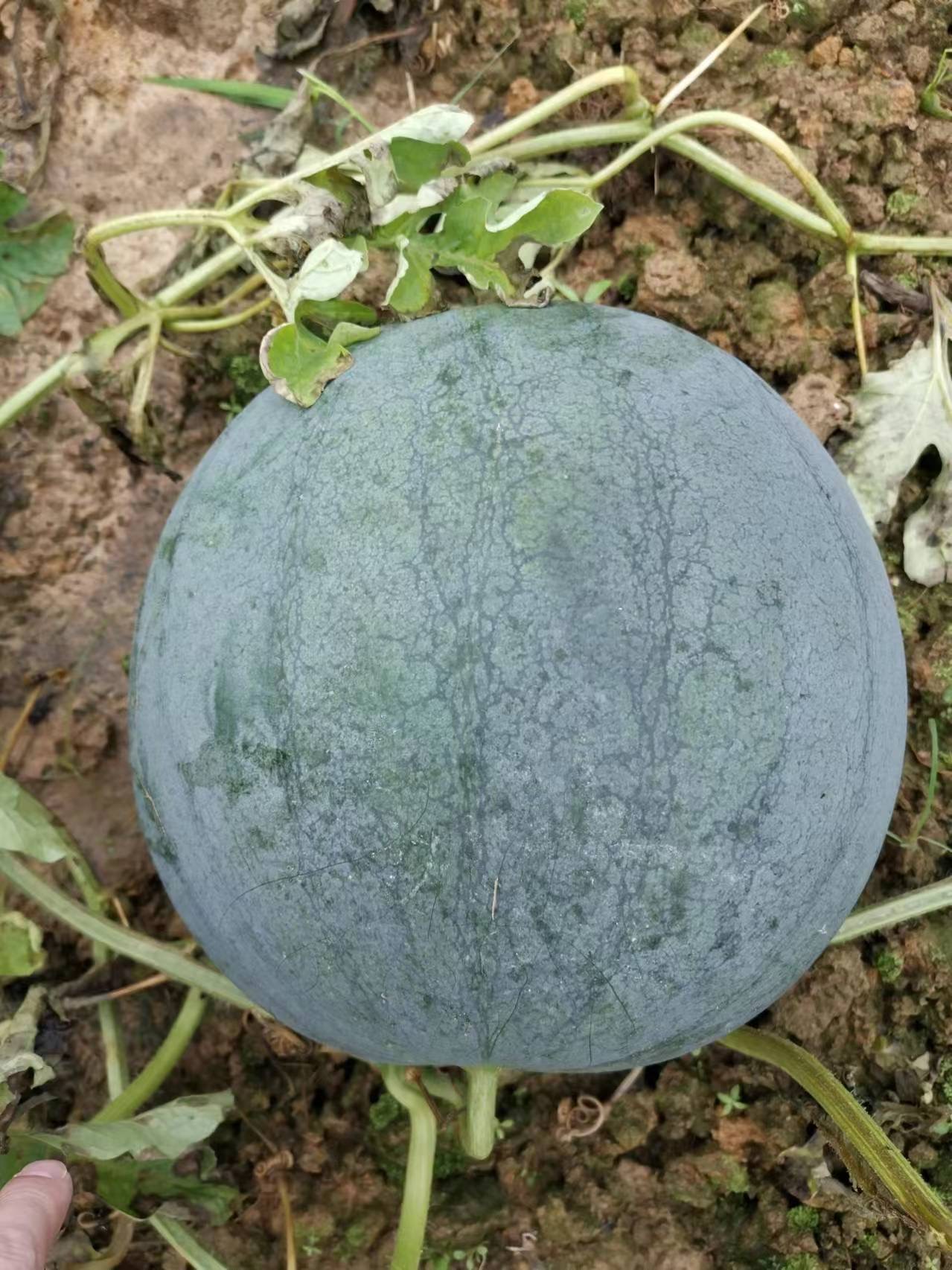 大荆黑皮黄瓤西瓜