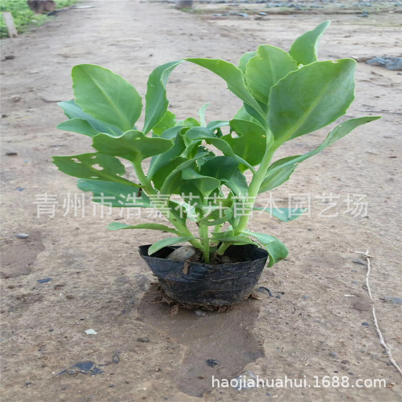 多芽八宝景天 三七景天 宿根花卉批发  青州花卉市场 绿化