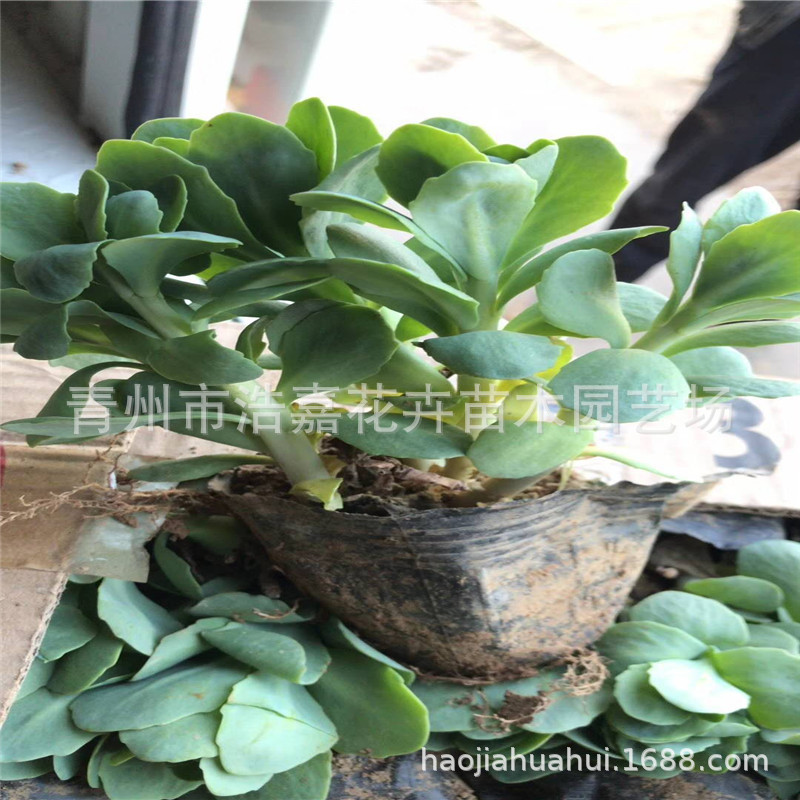 三七景天 多芽八宝景天 宿根花卉批发  青州花卉市场 绿化