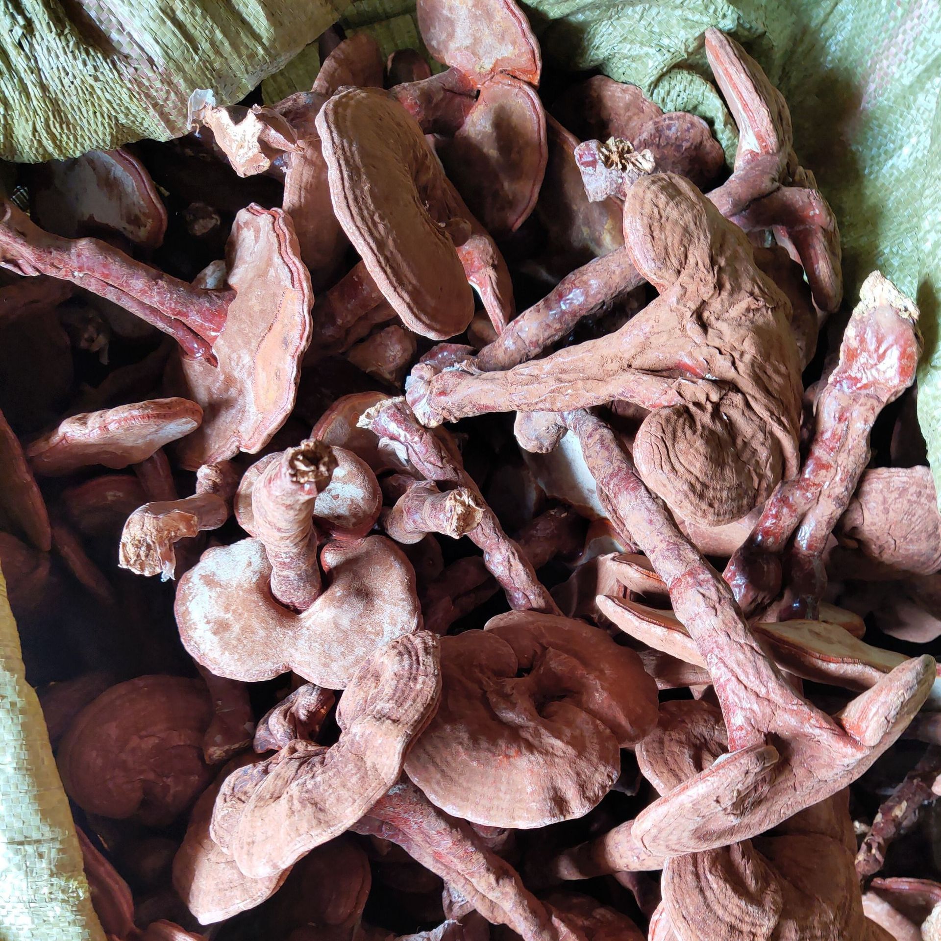 椴木灵芝 小棒灵芝批发 药材市场专供 大批量起订 2025新品 灵芝