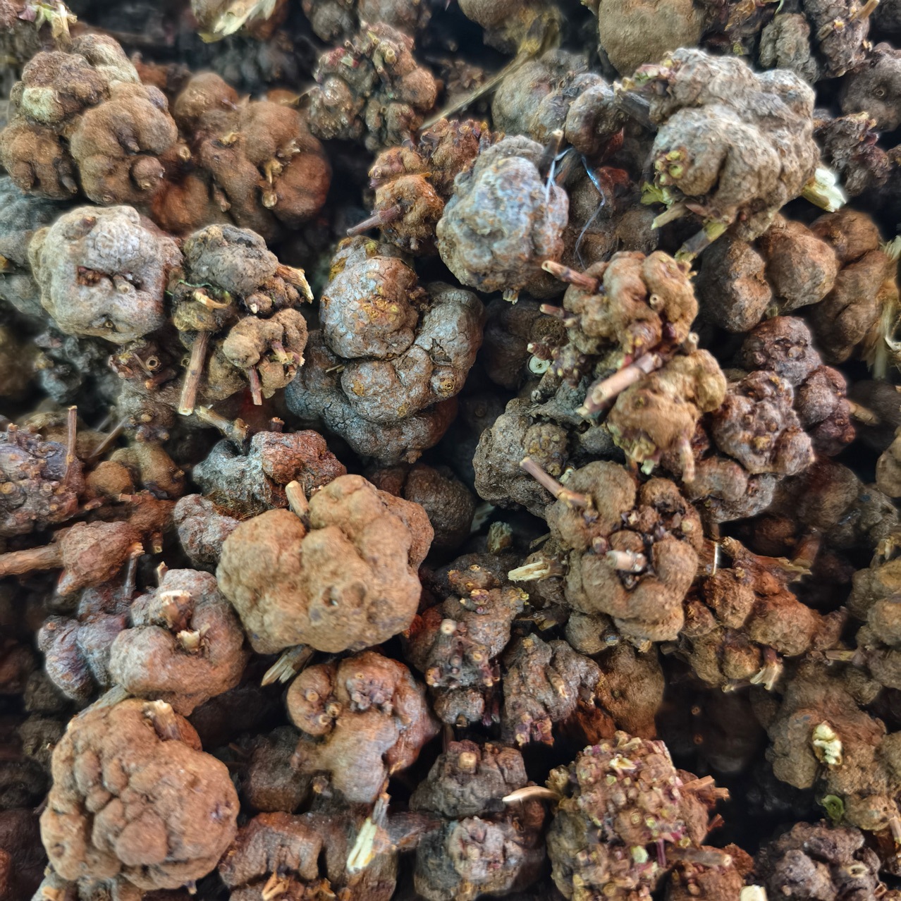 消瘤果云南产地货源 过路黄 土连翘 中药材批发 规格齐全 量大价