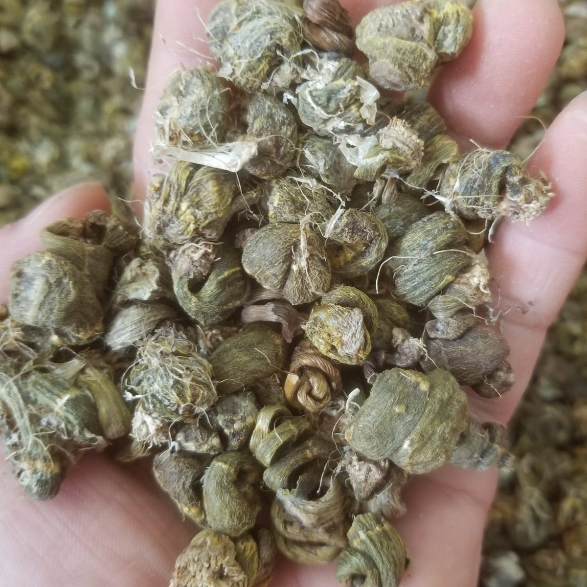 250g霍山枫斗铁皮石斛干煲汤材料批发仙草南北干货亳州中药材市场