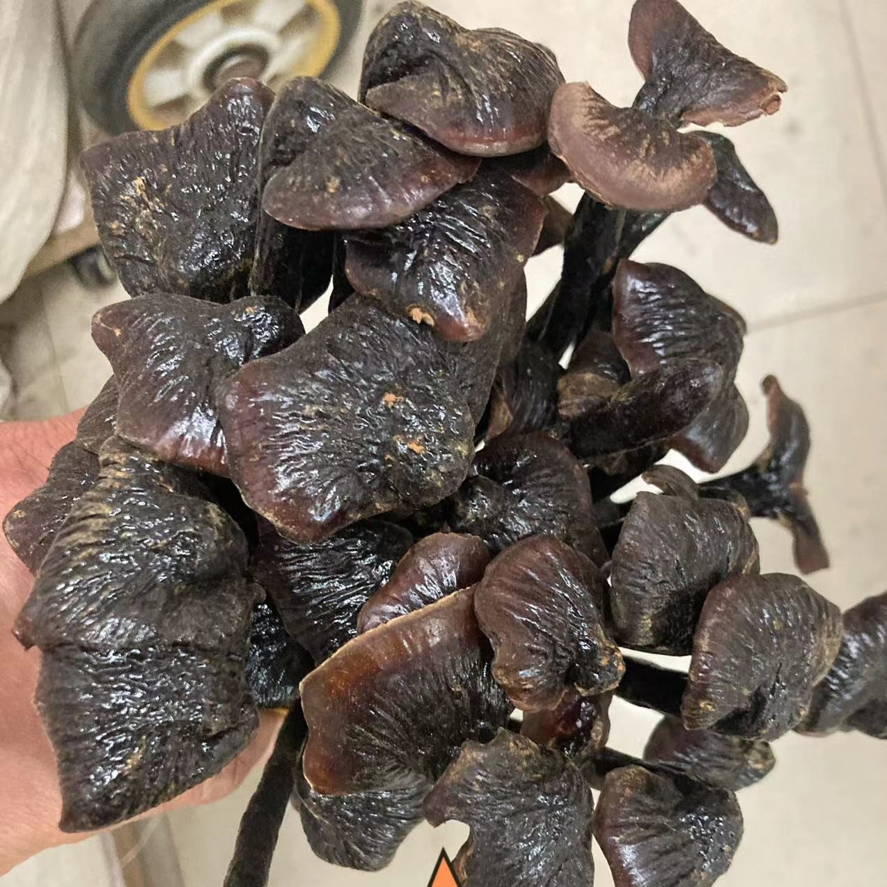 竹灵芝灵芝批发成都荷花池中药材长腿灵芝东北黑灵芝东北紫灵芝