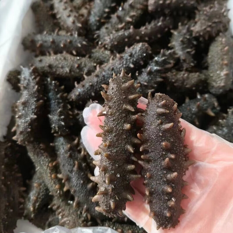 大连海参刺参人参水产盐渍大火拉缸盐干辽参40头野生养生天然