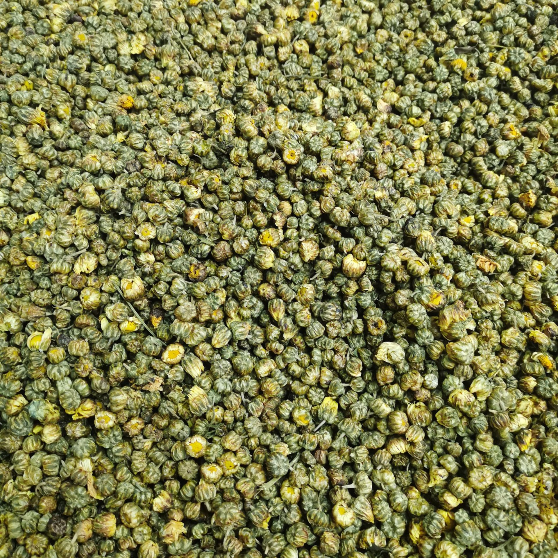 胎菊浙江产地货源 中药材批发 规格齐全 量大价优