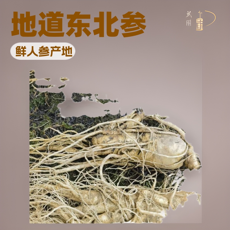 鲜人参产地现挖东北特产新鲜人参批发代发煲汤泡酒滋补品枸杞