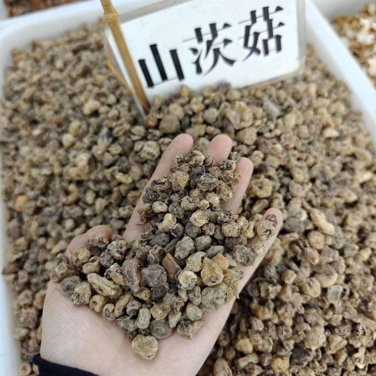 山慈菇云南野生中药材山慈菇 茅毛慈菇 山茨姑 冰球子 新货无硫正