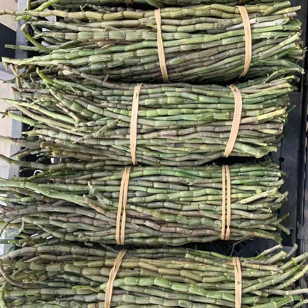 批发 石斛 云南铁皮鲜条 石斛鲜条 煲汤材料铁皮石斛基地直供代发