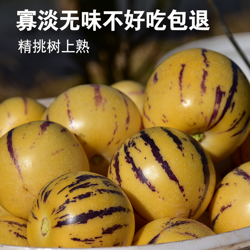 §现摘云南石林人参果大果5斤 农家现摘树上熟人参果圆果黄肉人参