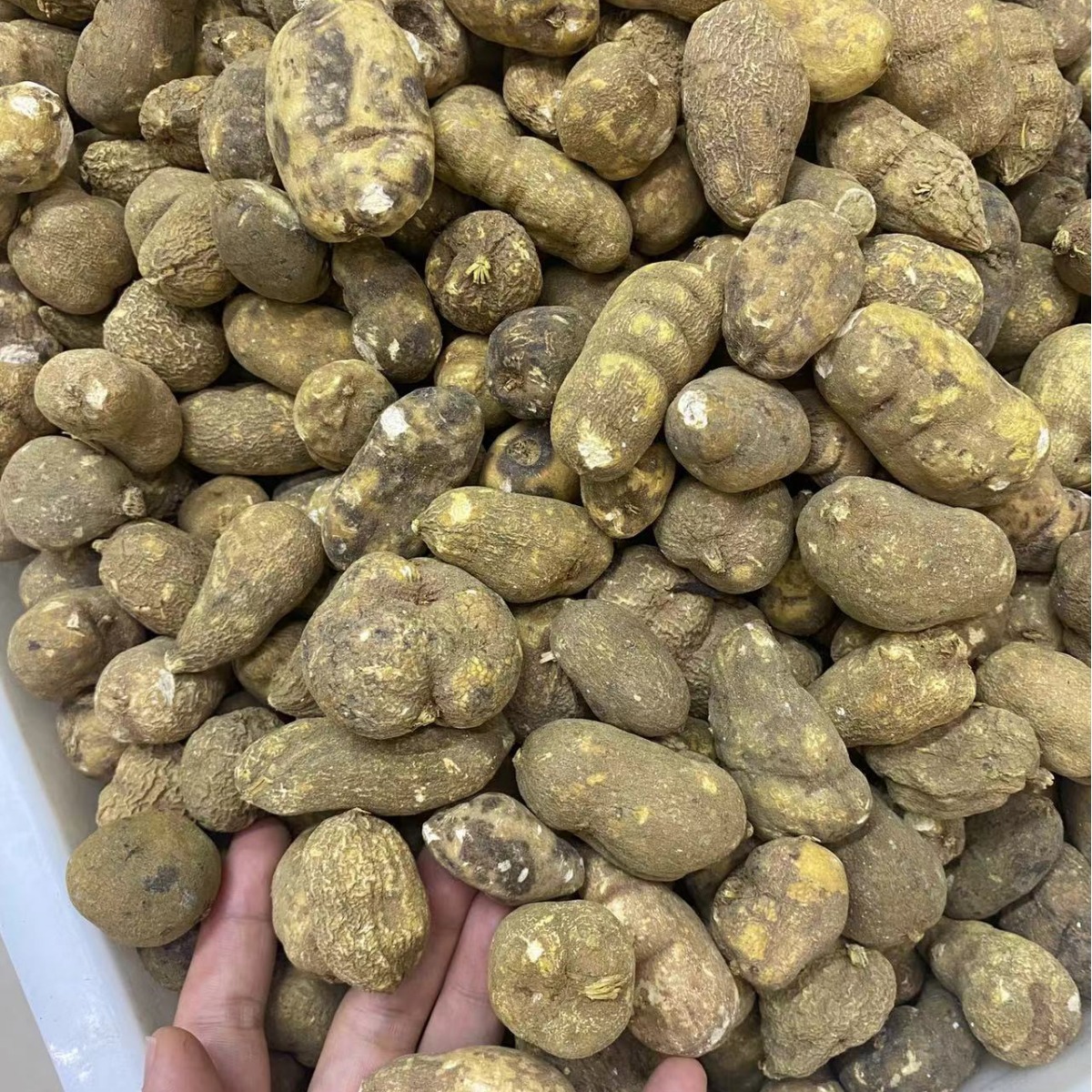 中药材批发 选装水洗地苦胆 选装金果榄 选个