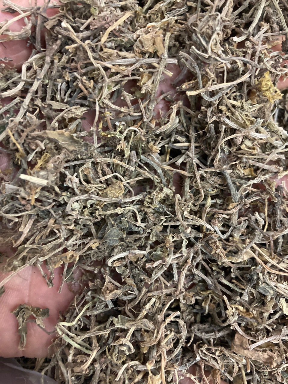 垂盆草中药材寻百草垂盆草茶500克包邮批发零售