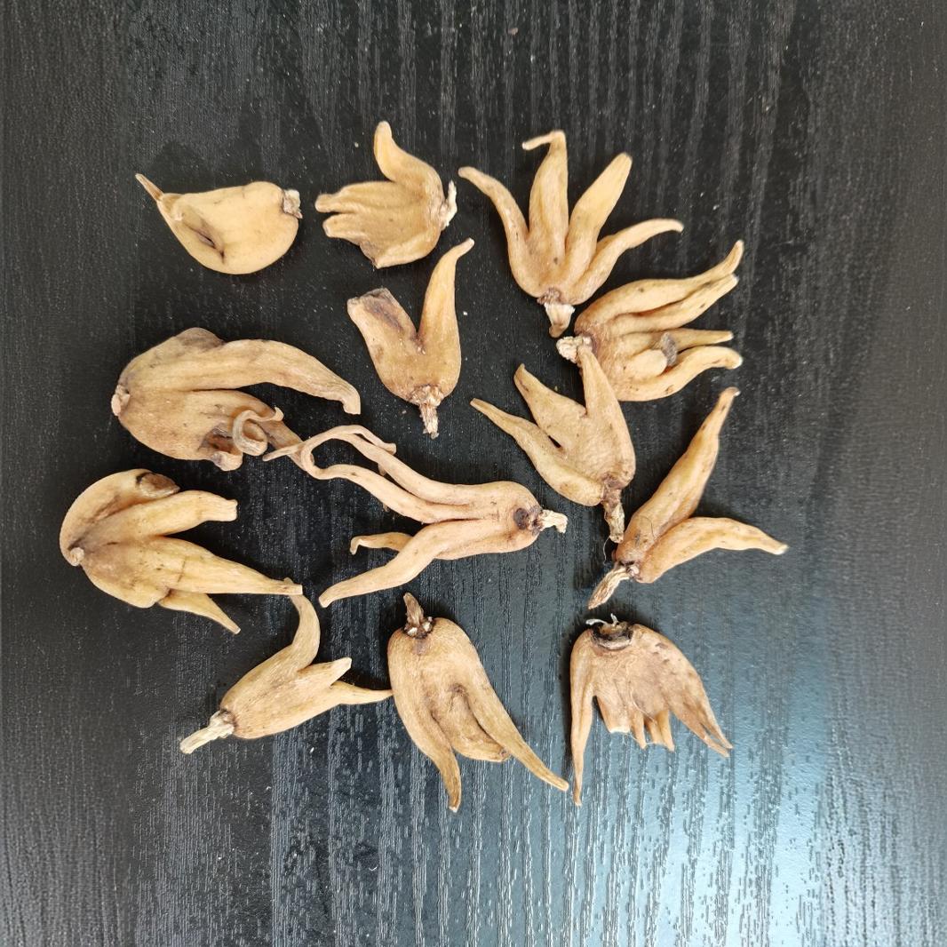 厂家批发中药材手掌参四川特产佛手参手儿参批发规格齐全量大从优