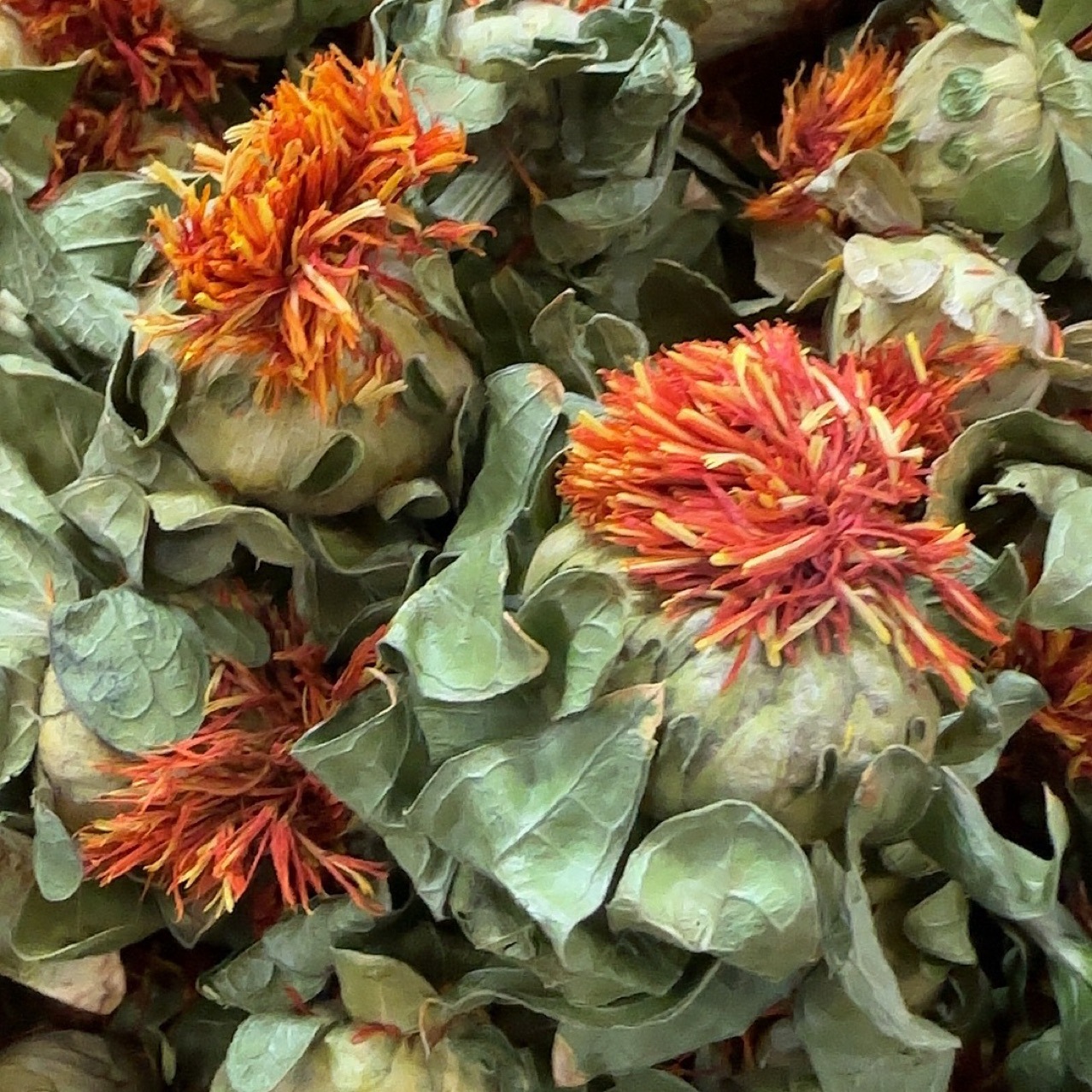 红花果 新疆产地货源 红花朵 中药材批发 规格齐全 量大价优