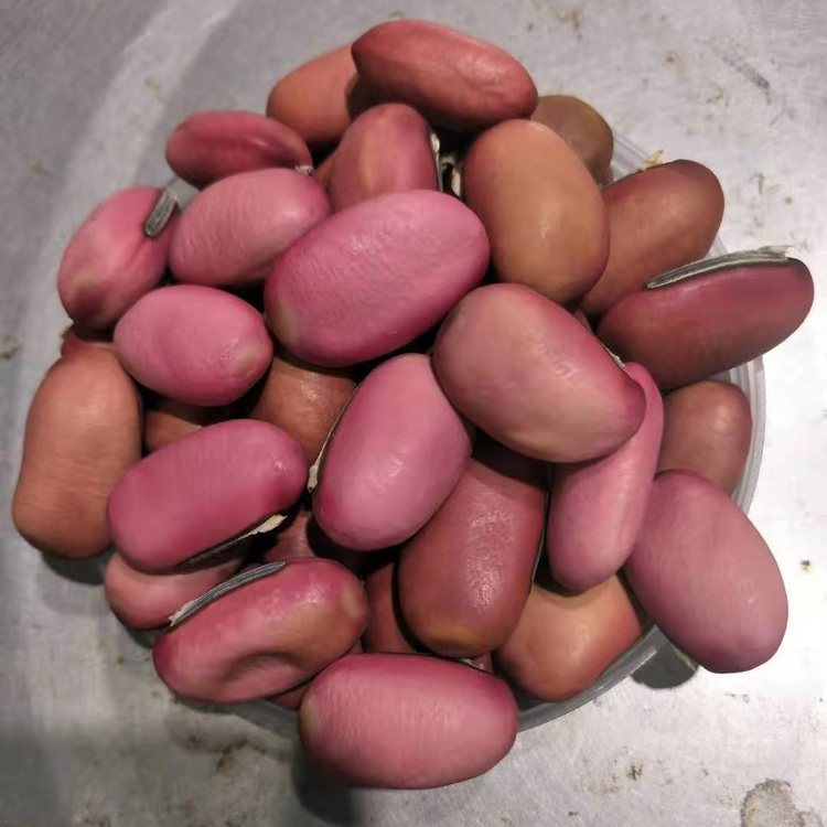 刀豆批发中药材库存充足现货迅速发货