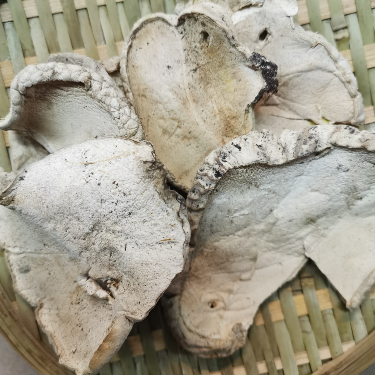 马勃四川产地货源  马蹄包 中药材批发 规格齐全  量大价优