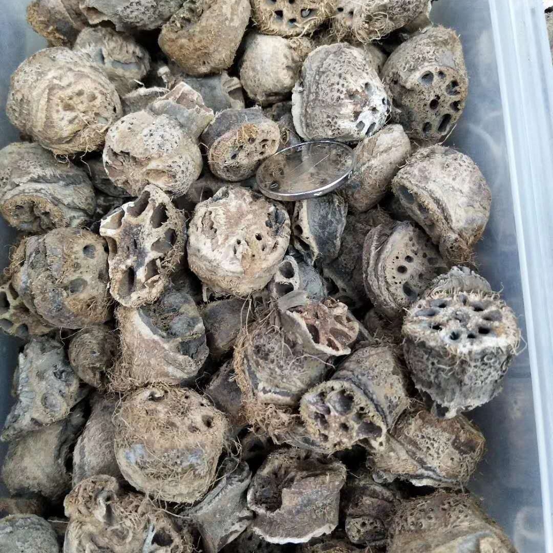 藕节 莲藕节 光藕节、藕节疤 中药材发 批发市场