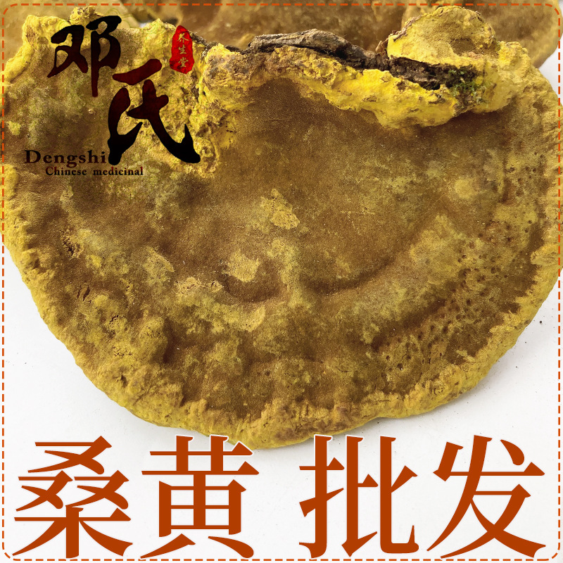 桑黄500g 西藏金边桑树桑黄灵芝散装零售 中药材批发 量大从优