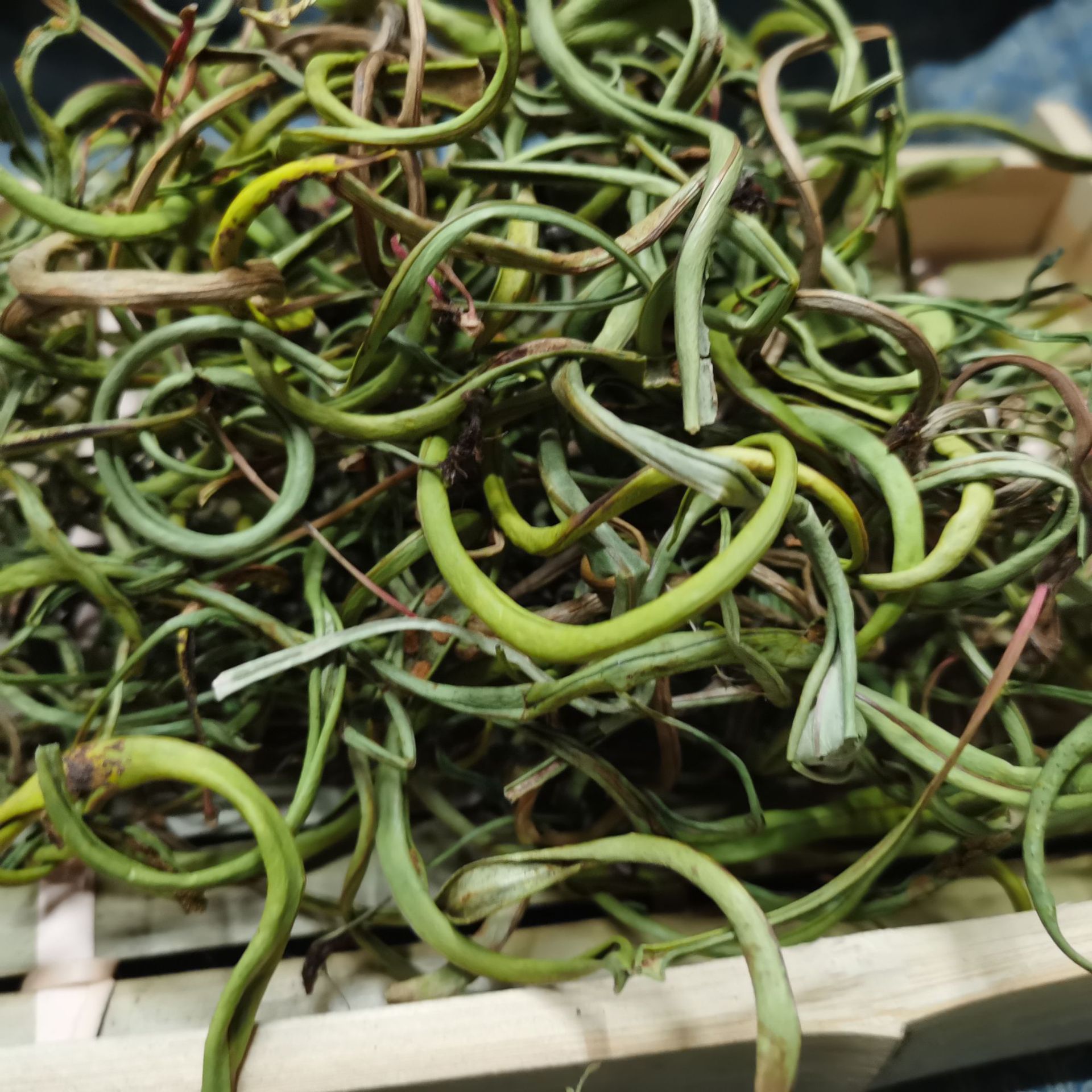 化石草四川产地肾精草嗷嗷叫猫须草中药材批发规格齐全量大价优