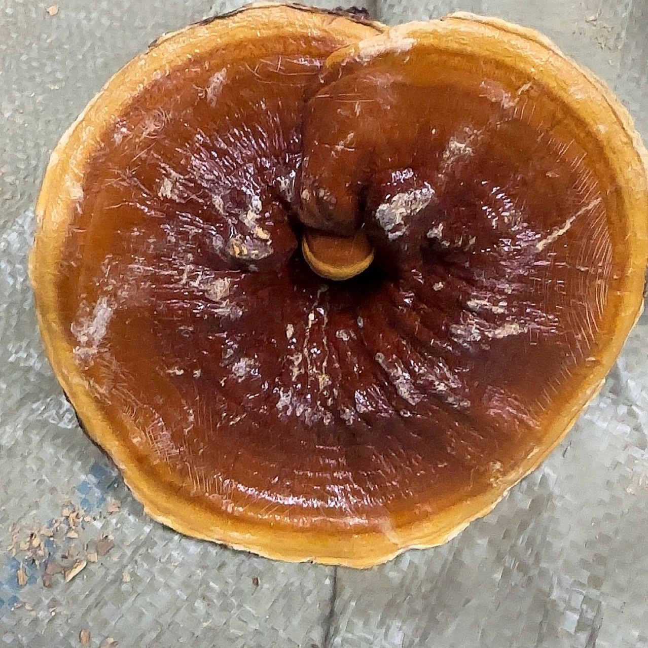 金边灵芝山东产地货源 灵芝个子中药材批发 规格齐全量大价优