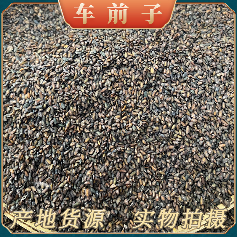 车前子中药材批发产地货源车前草籽量大价优车前仁新货色好前仁
