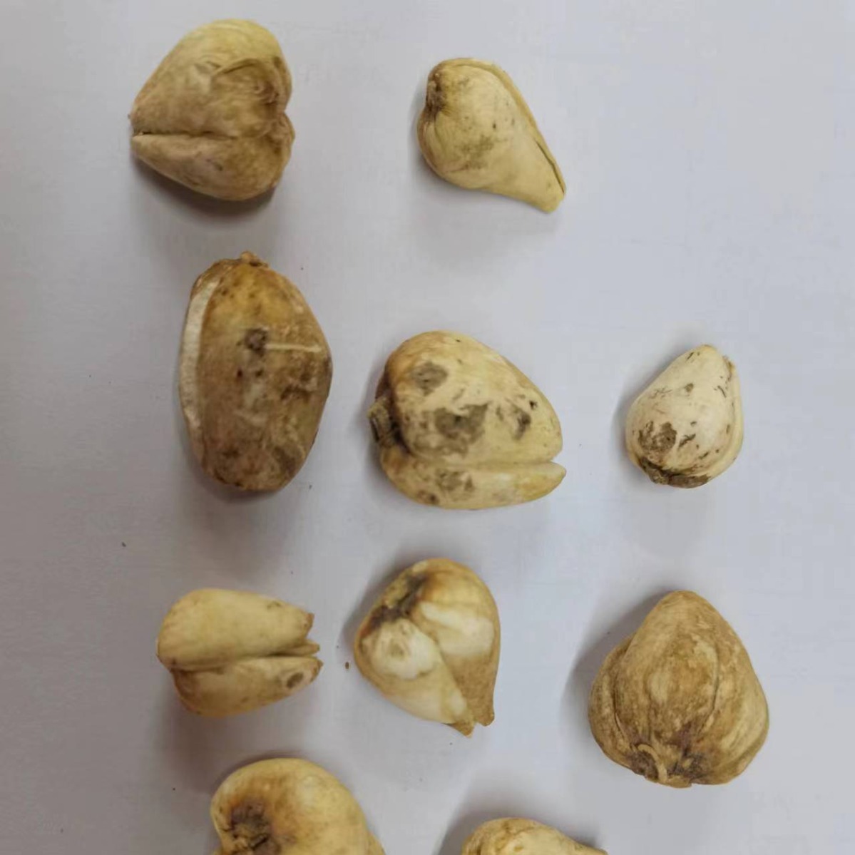 批发零售中药材川贝母 四川阿坝贝母 松贝怀中抱月川贝母质量保