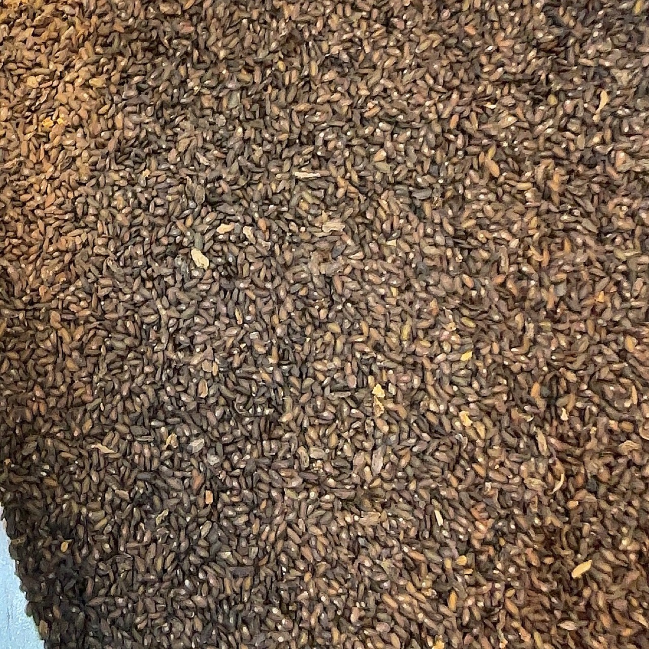 前仁四川产地货源 车前子 中药材批发 规格齐全 量大价优