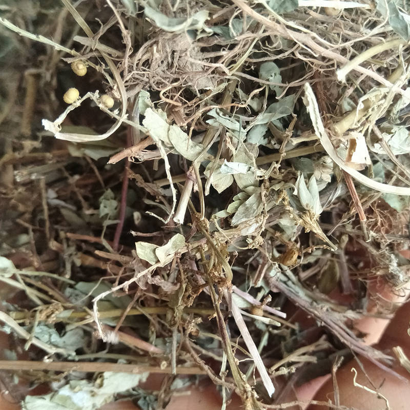 中药材叶下珠全草 珍珠草 珠仔草 假油甘 广西批发市场直销2026克