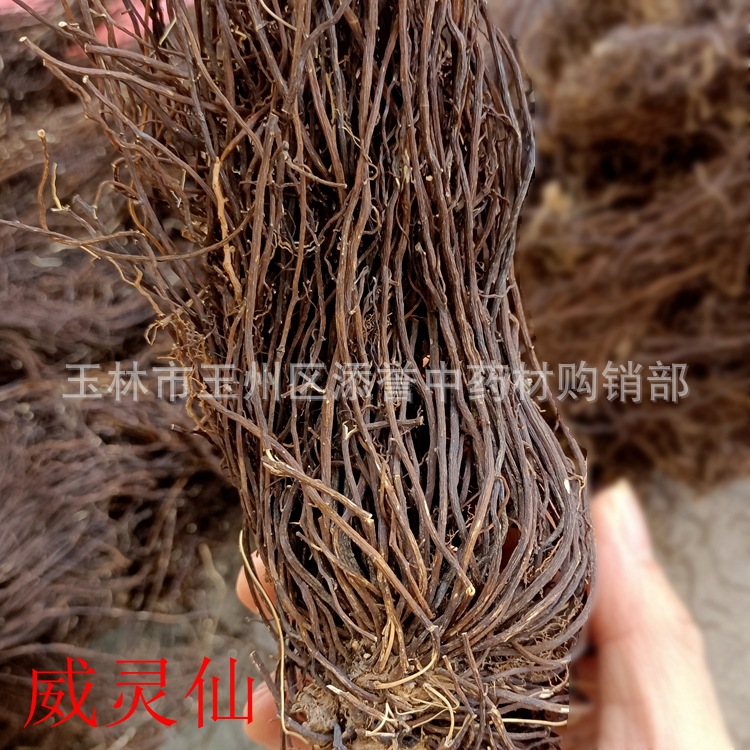 威灵仙 铁脚威灵仙根部整颗 广西中药材批发市场直销晒干一公斤件