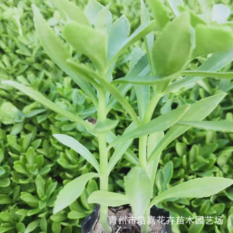 多芽八宝景天 三七景天 宿根花卉批发青州花卉市场绿化三七景天