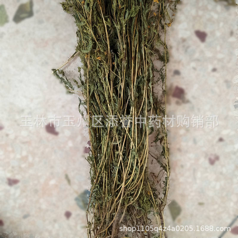 软肝草整颗晒干 中草药材铁甲草 含羞草决明2026克件广西市场批发