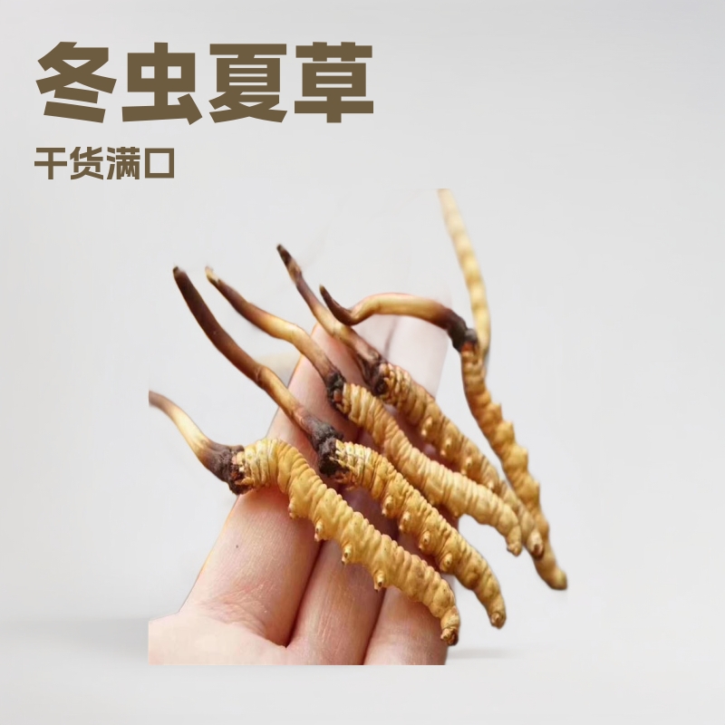 西藏冬虫夏草新鲜无断虫草干货中药材现货批发礼盒装散装