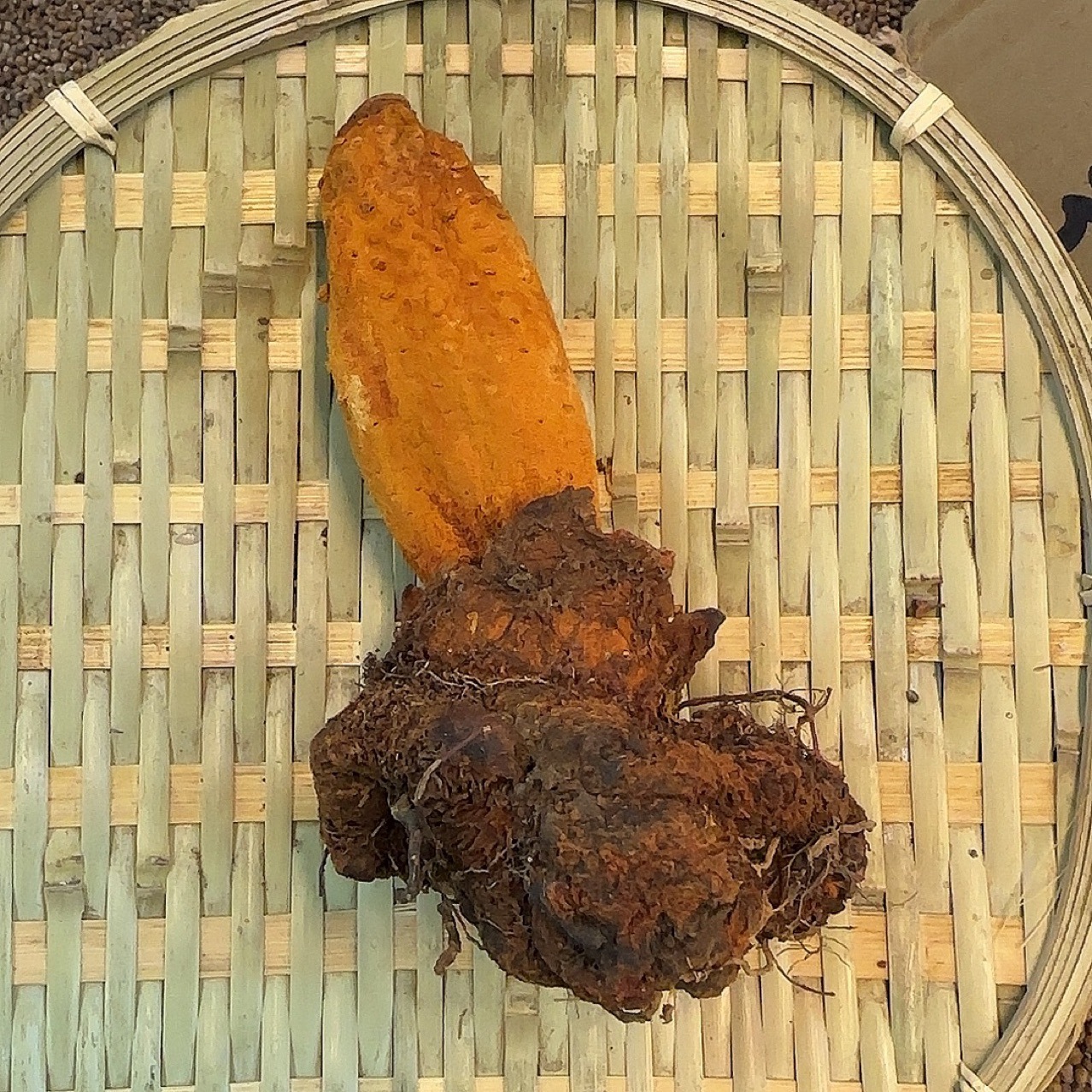 续阳草云南产地货源 顶天柱 中药材批发 规格齐全 量大价优