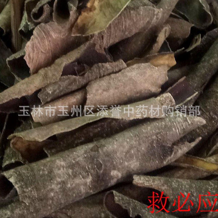 中药材 救必应 碎骨木皮  铁冬青 熊胆木皮薄片 广西批发市场货源
