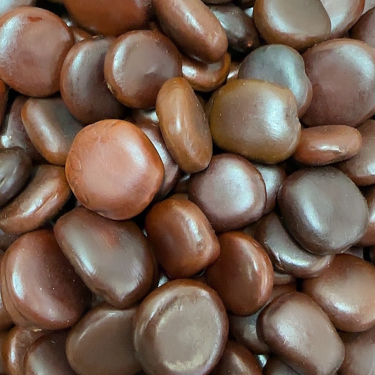 阴阳子云南产地货源 龙凤子 中药材批发 规格齐全 量大价优