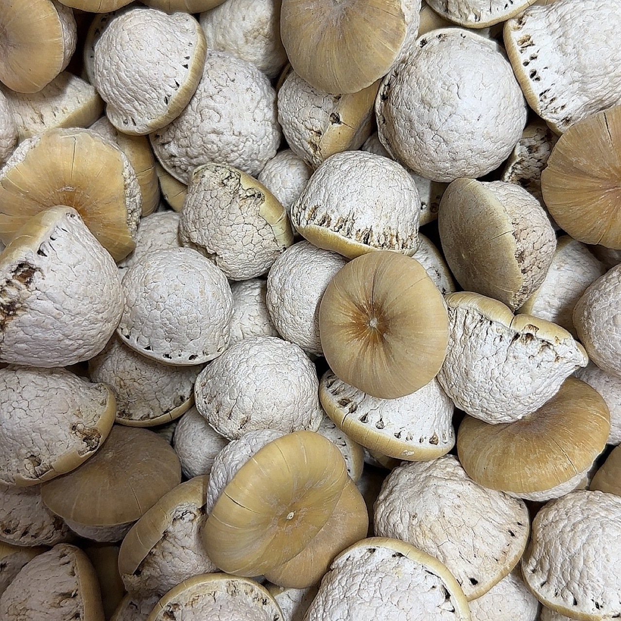 风流果云南产地货源 厚鳞柯 中药材批发 规格齐全 量大价优