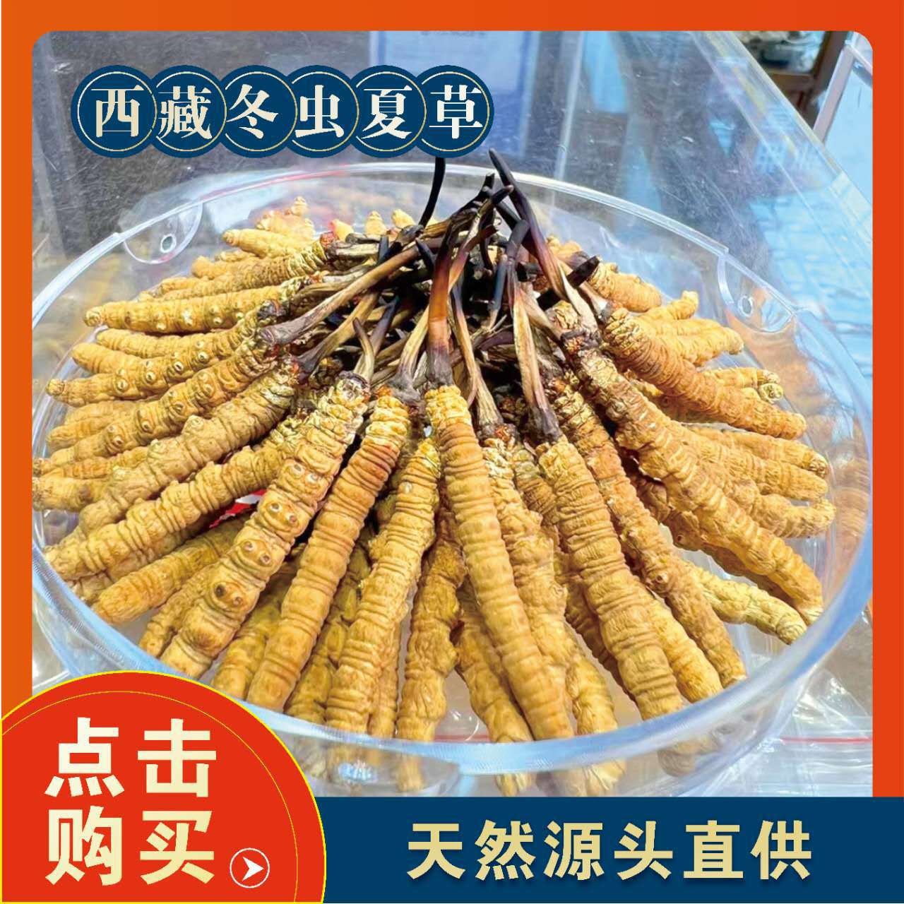 西藏冬虫夏草新鲜无断虫草干货中药材现货批发礼盒装散装