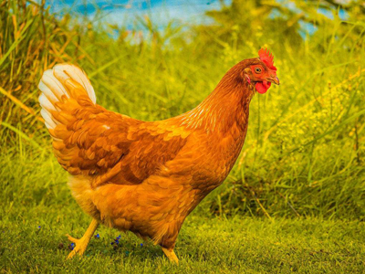古法养殖萧山鸡 水陆空“三栖”（图）