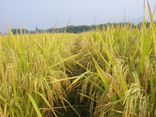 供应优质黄河大米